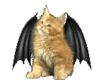 kitty